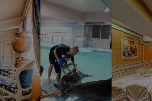 Дельфин - отель в Лазаревском для всей семьи